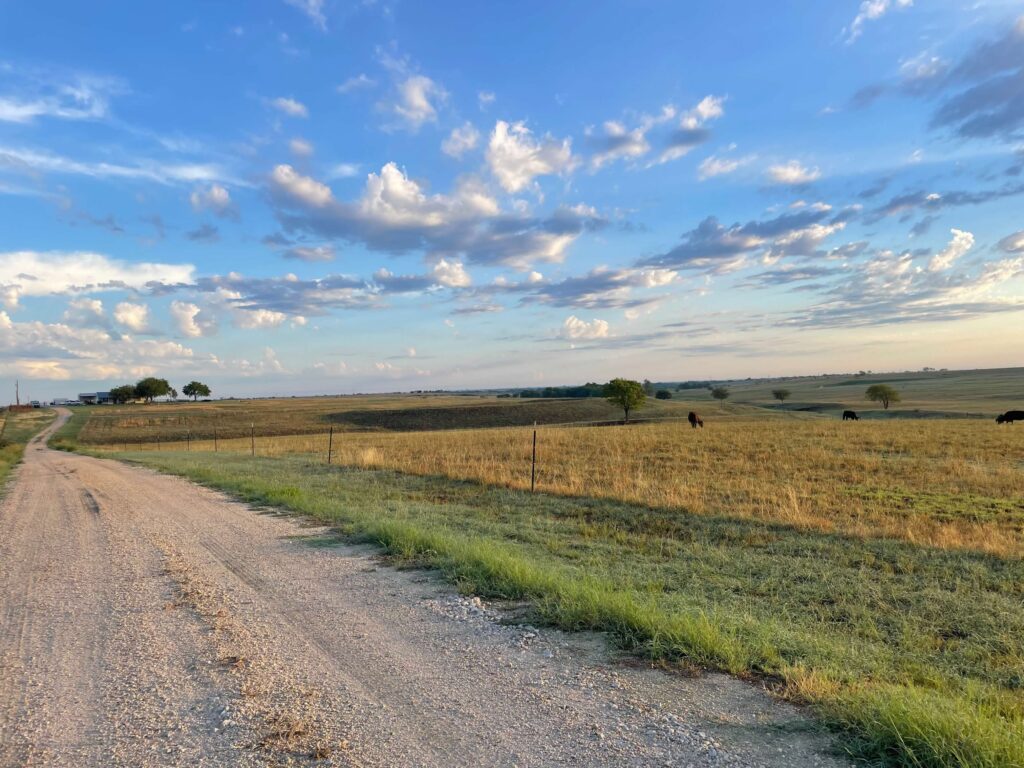 pasture landscape with cows and small farmhouse in distance