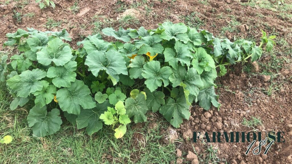 wild pumpkin plant that was "planted" by cows