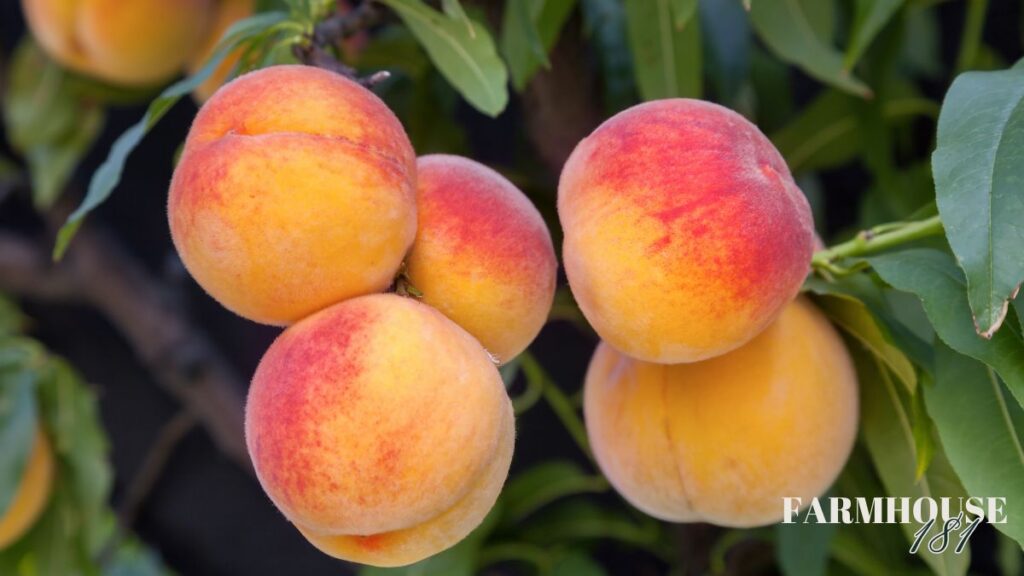 peaches on tree