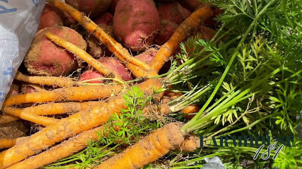 carrots and red potatoes in bag