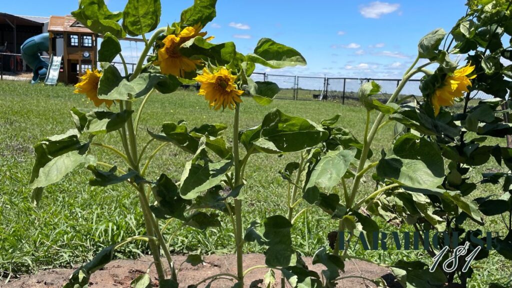 sunflowers in back yard