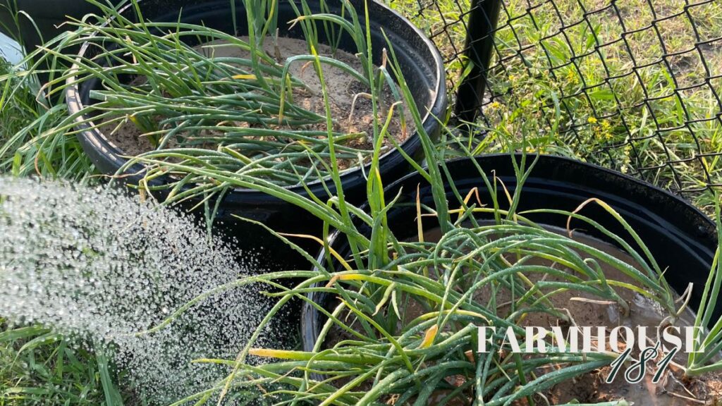 small onion plants in syrup tub containers being watered
